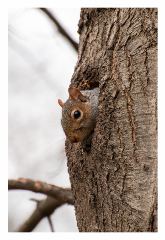 Eichhörnchen in NewYork