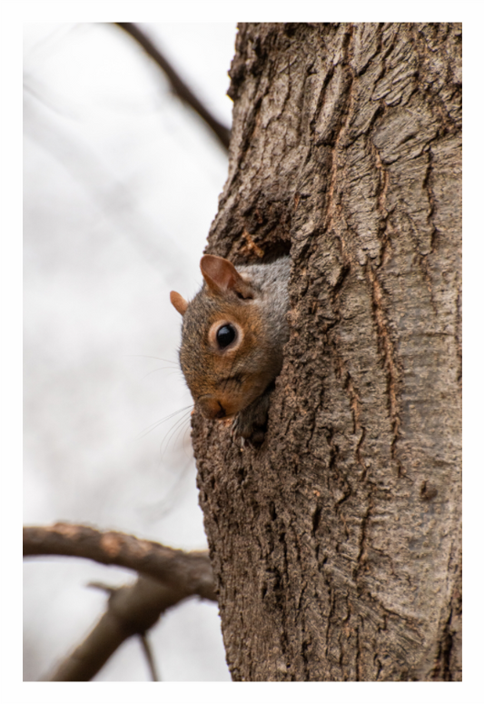 Eichhörnchen in NewYork