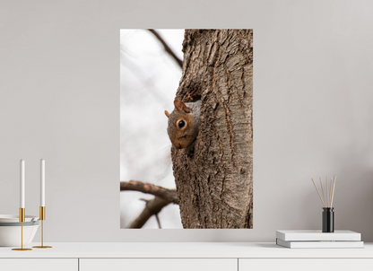 Eichhörnchen in NewYork